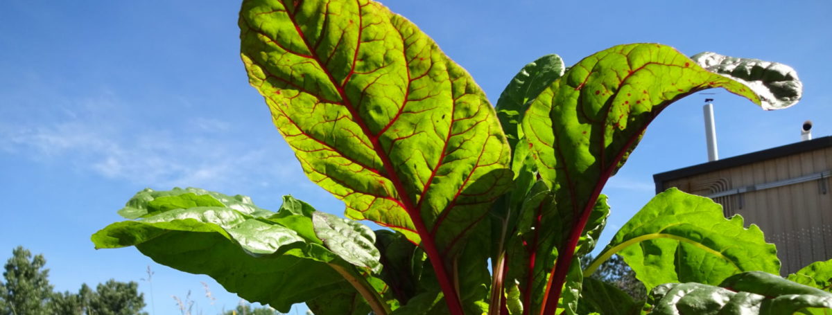 CCI Community Garden Chard